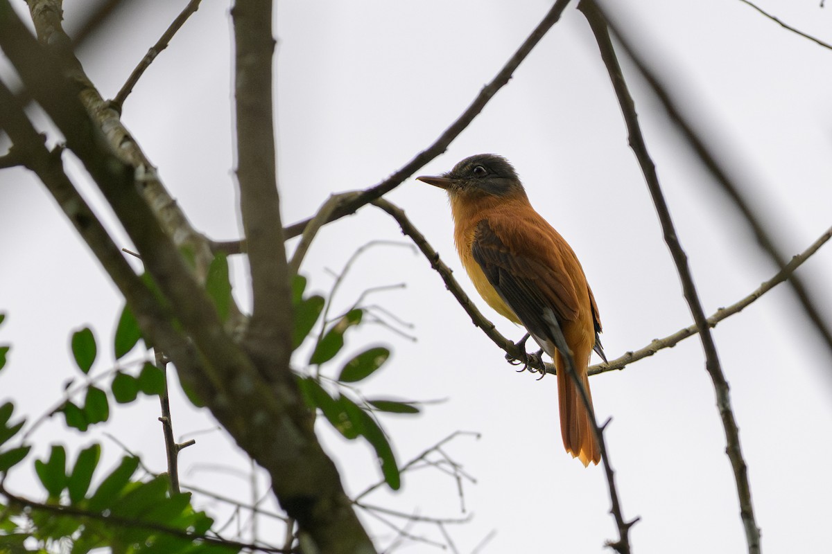 Rufous-tailed Attila - ML644457667