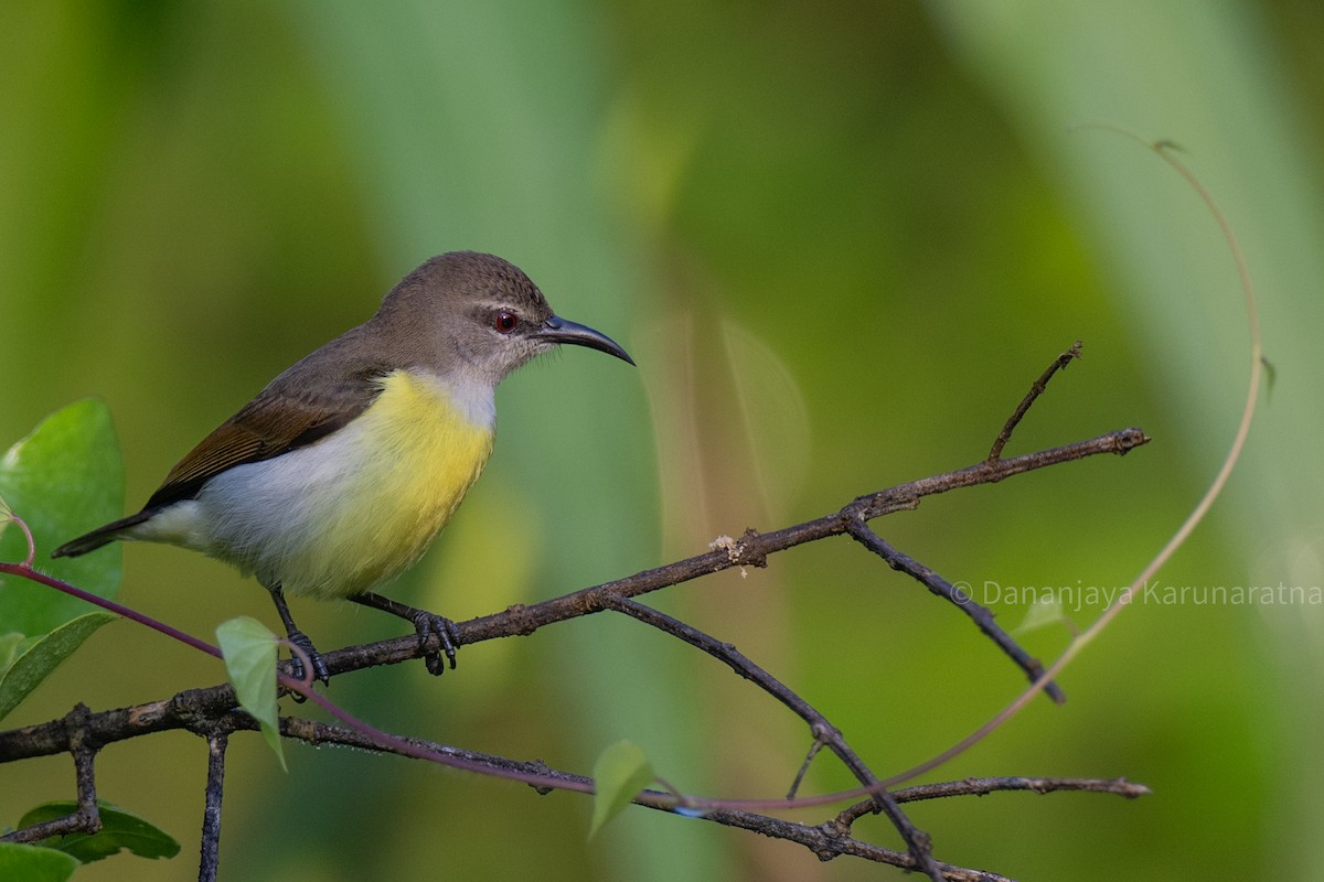 Purple-rumped Sunbird - ML644457678
