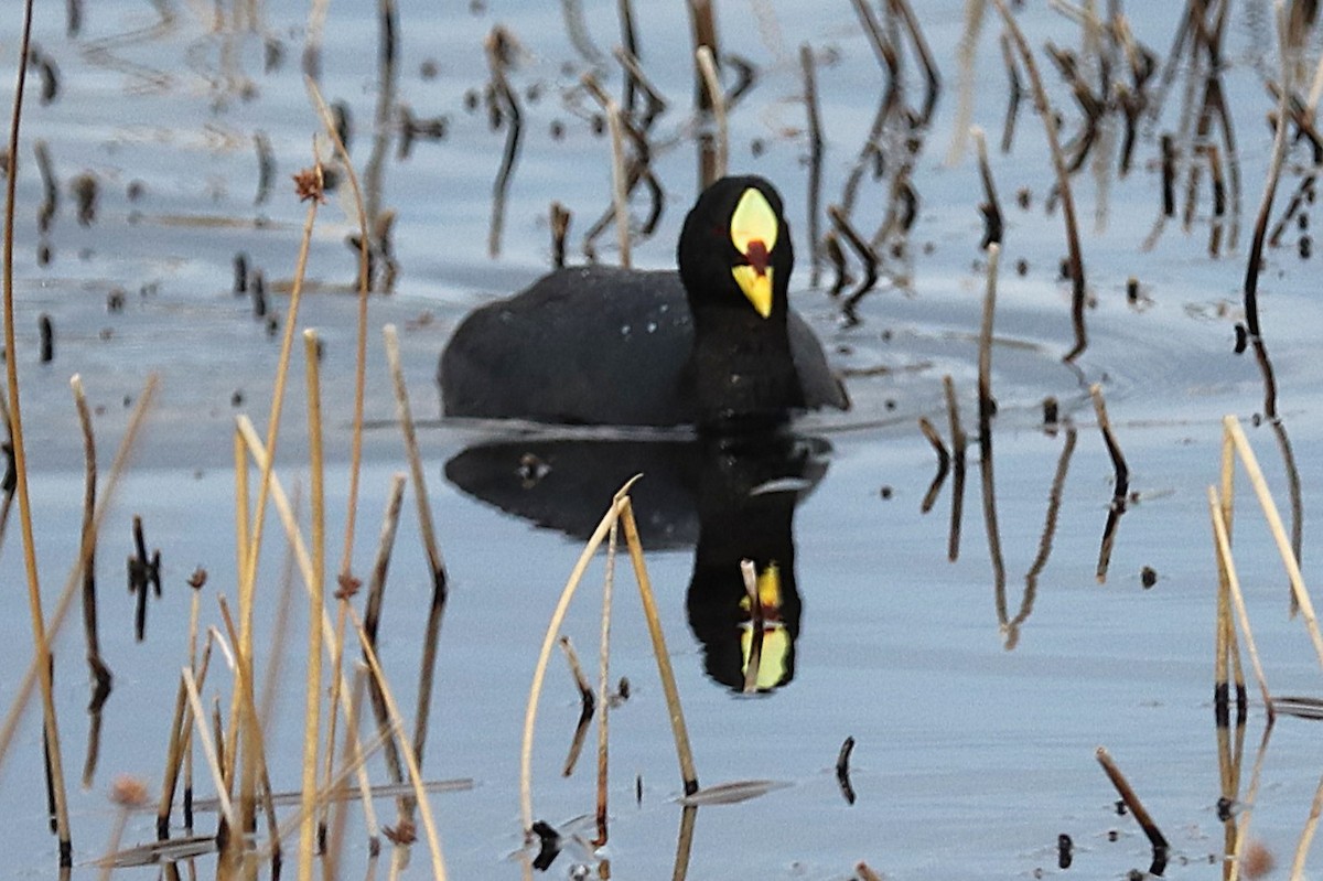 Foulque à jarretières - ML644457682