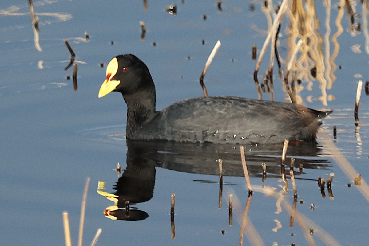 Foulque à jarretières - ML644457683