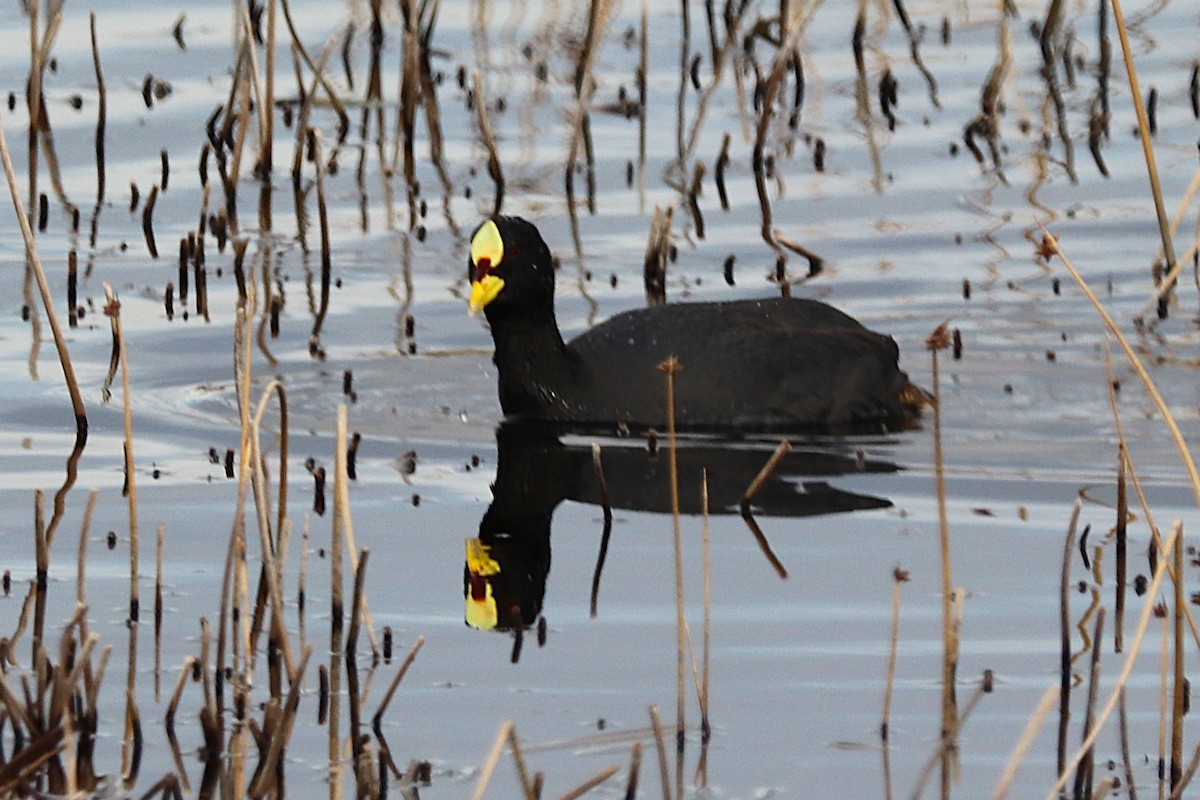 Foulque à jarretières - ML644457684