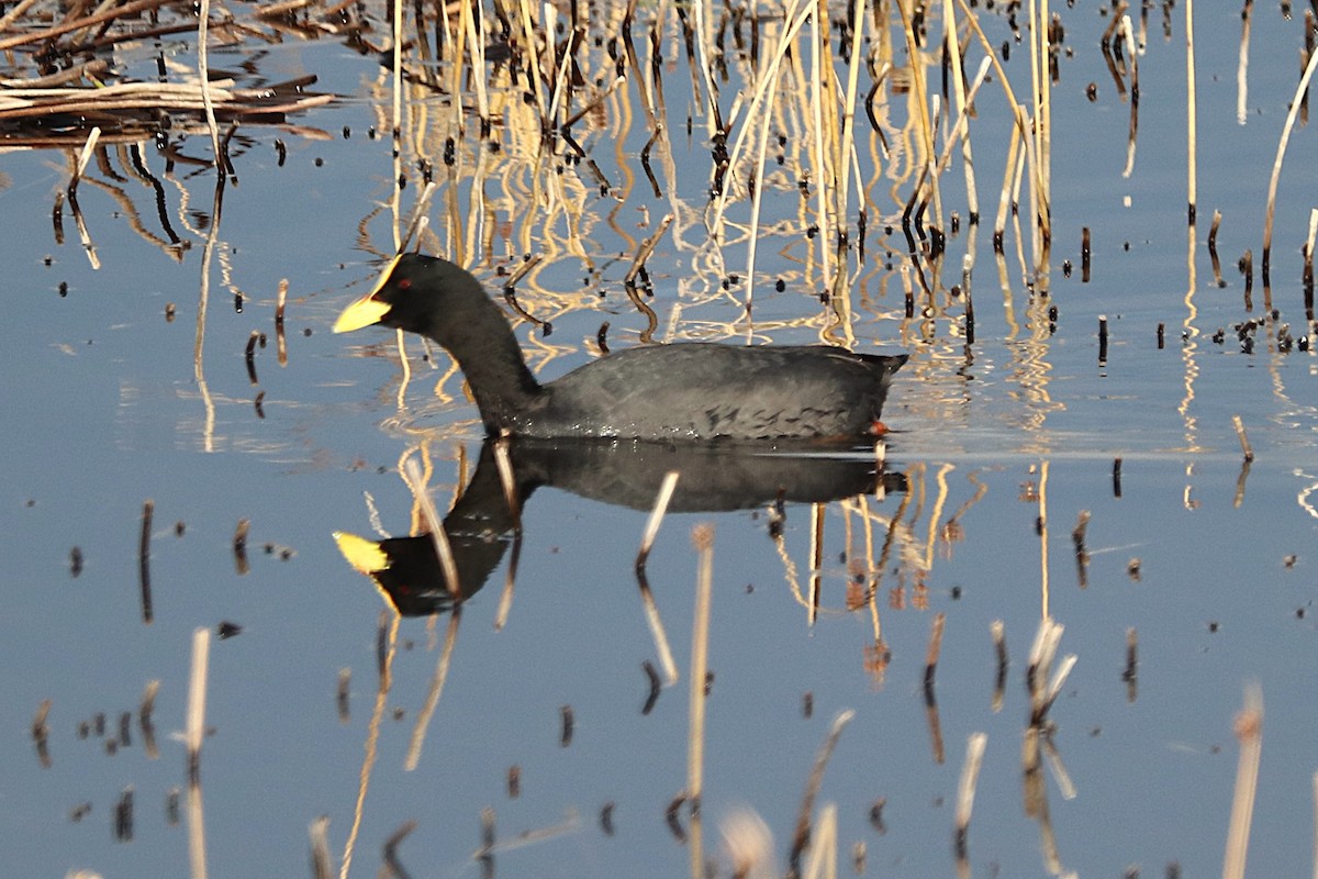 Foulque à jarretières - ML644457686