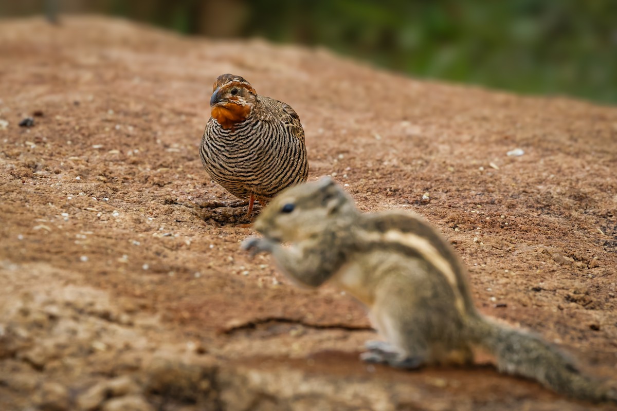 Jungle Bush-Quail - ML644457693