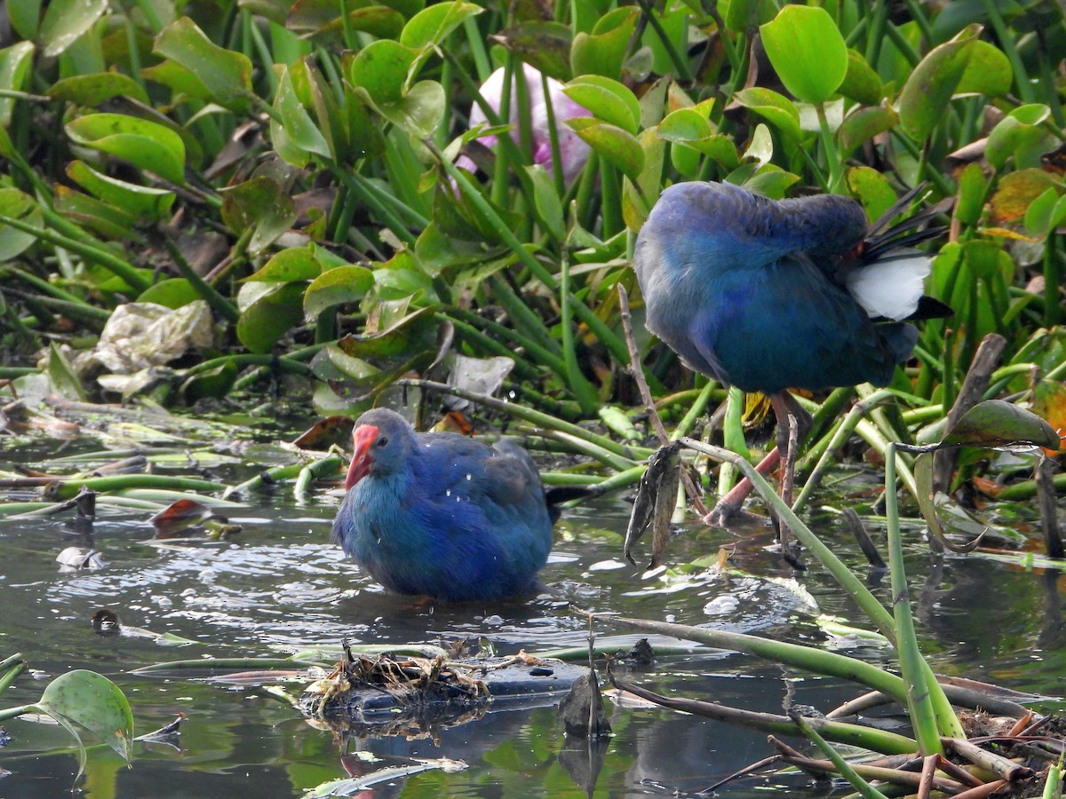 Uroilo urdin burugrisa - ML644457696