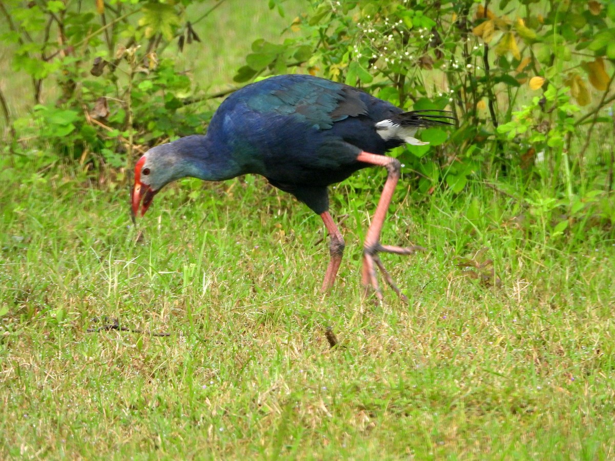 Uroilo urdin burugrisa - ML644457697