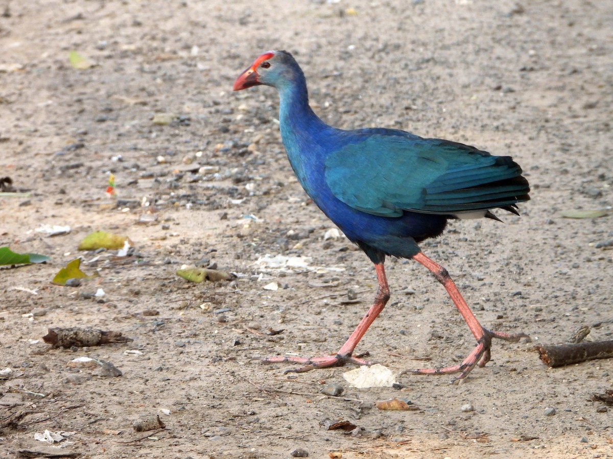 Uroilo urdin burugrisa - ML644457698