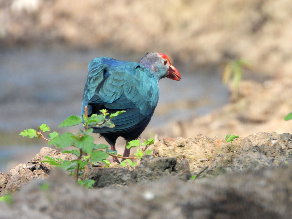 Uroilo urdin burugrisa - ML644457699