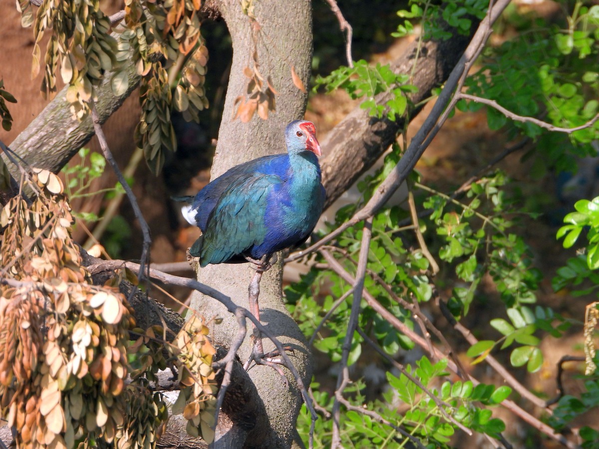 Uroilo urdin burugrisa - ML644457700