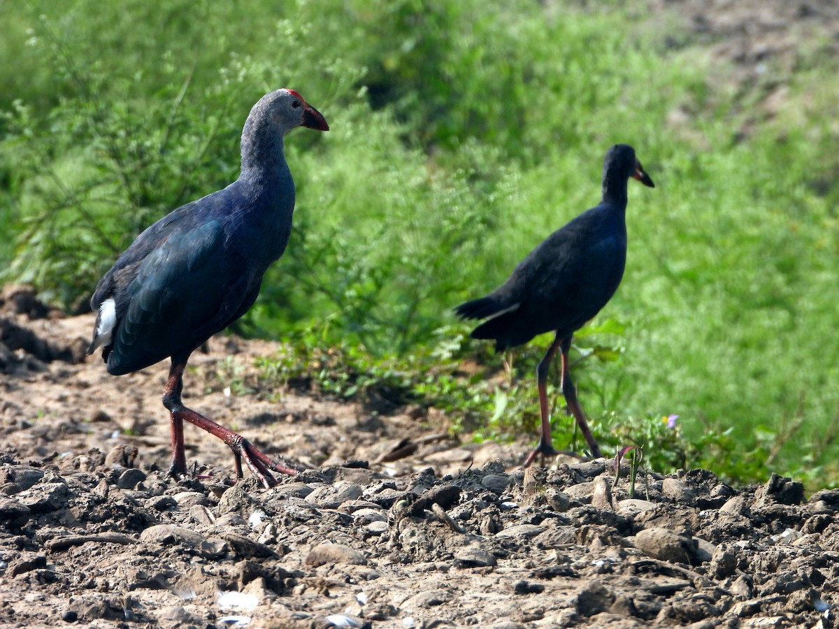 Uroilo urdin burugrisa - ML644457701