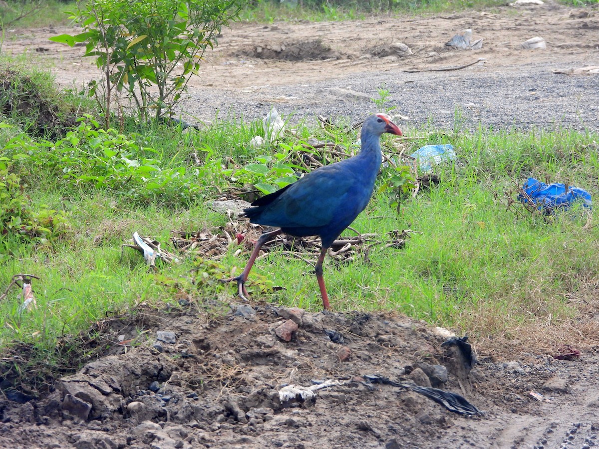 Uroilo urdin burugrisa - ML644457702