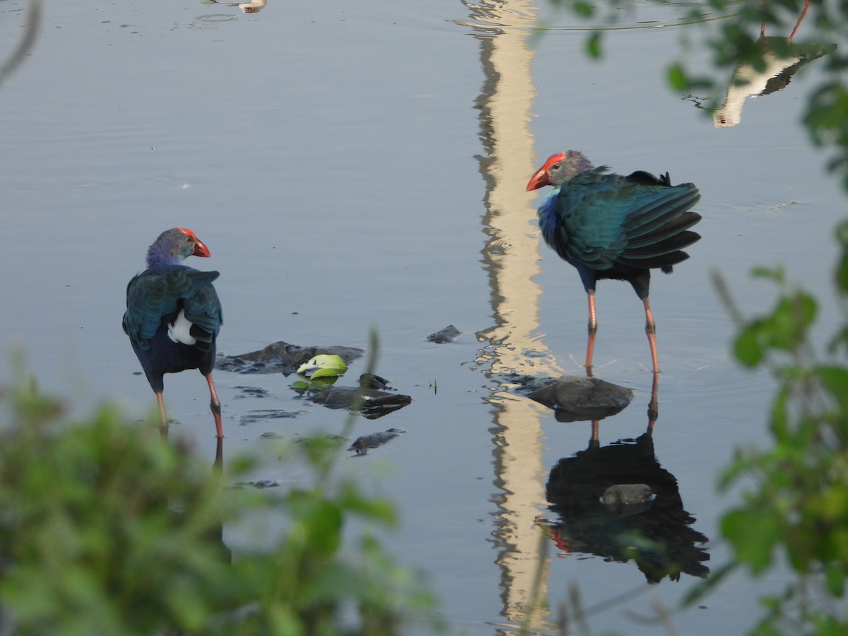 Uroilo urdin burugrisa - ML644457703