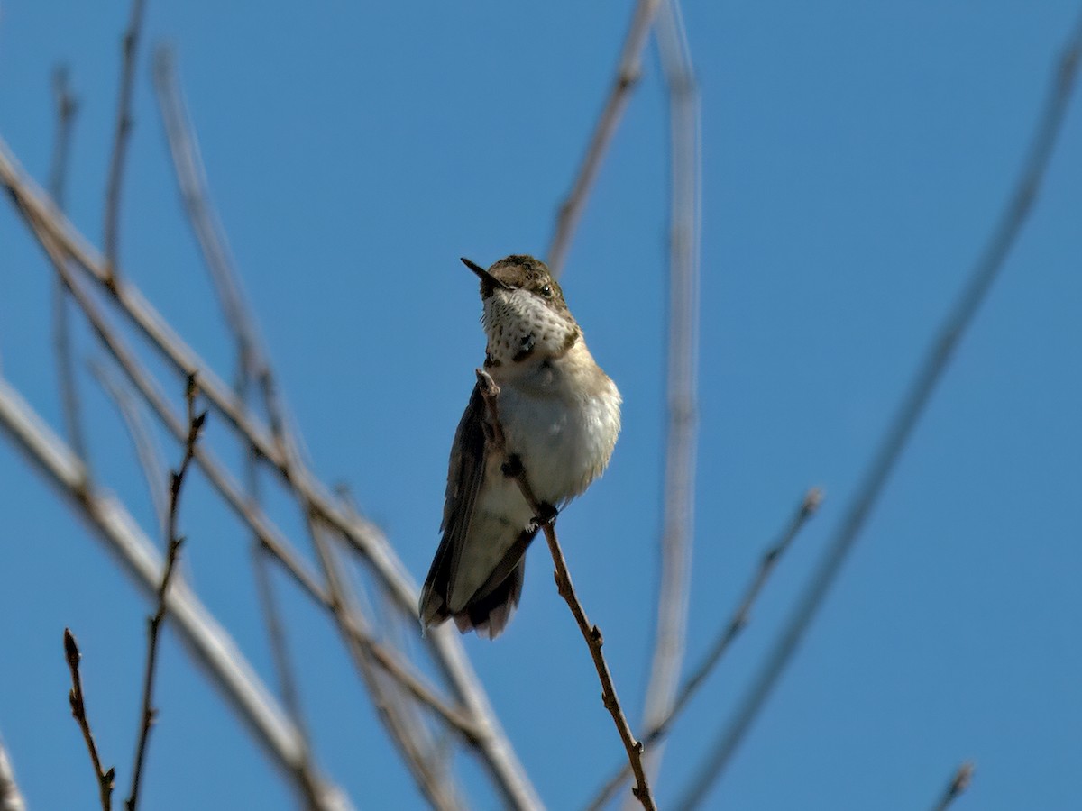 Colibri à gorge rubis - ML644457705