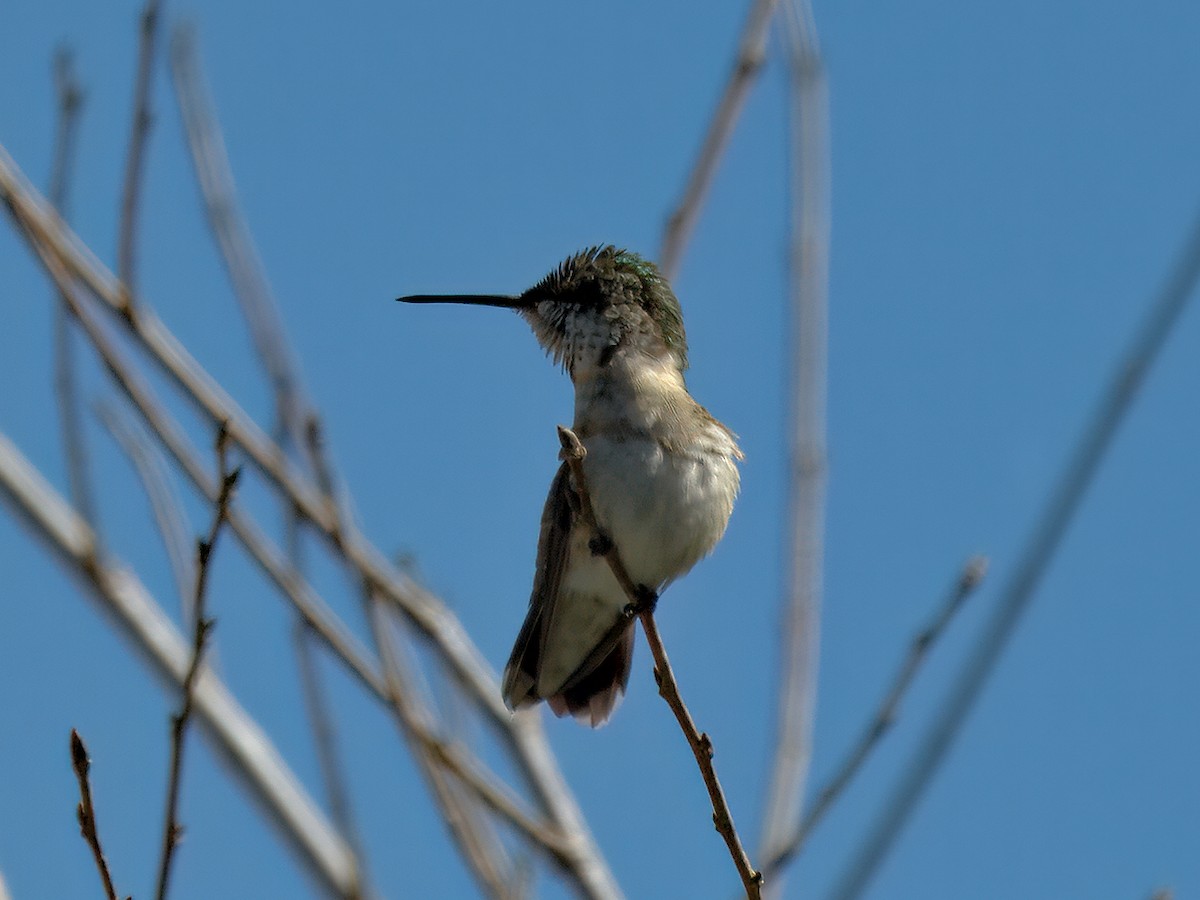 Colibri à gorge rubis - ML644457706