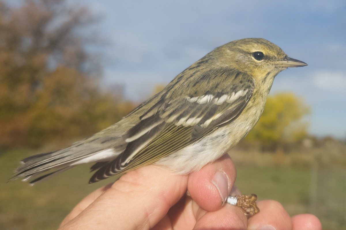 Blackpoll Warbler - ML644457710