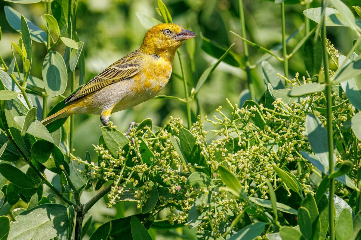Lesser Masked-Weaver - ML644457719