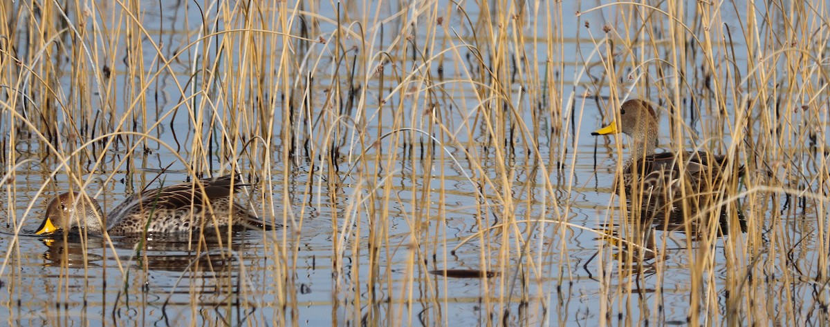 Sarcelle tachetée - ML644457720