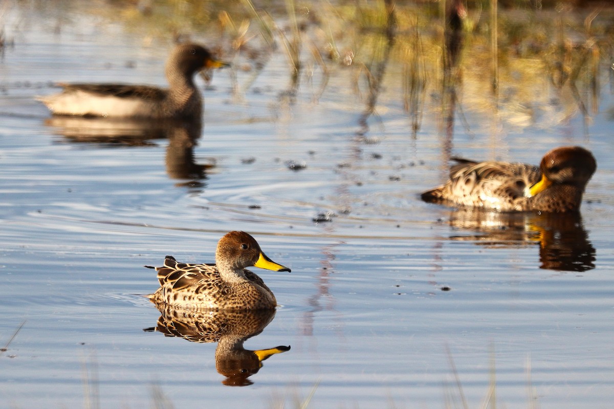 Sarcelle tachetée - ML644457721