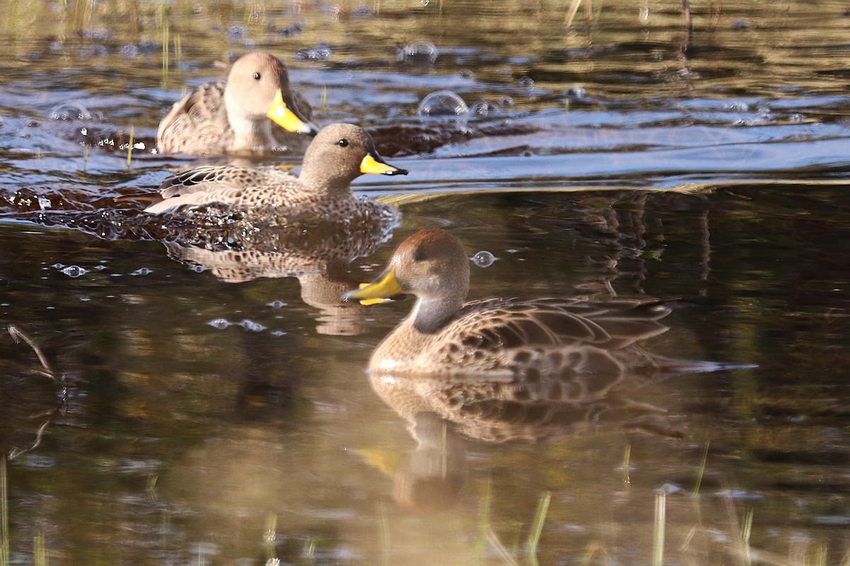 Sarcelle tachetée - ML644457722