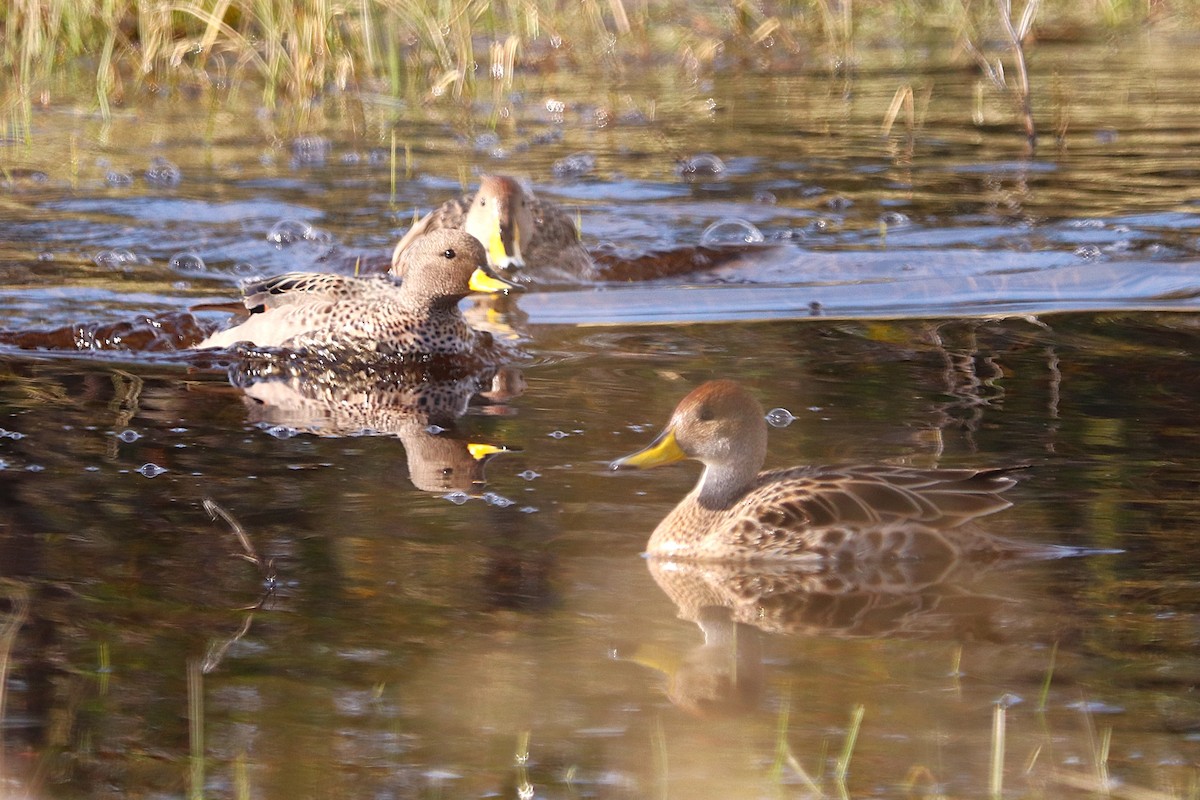 Sarcelle tachetée - ML644457723
