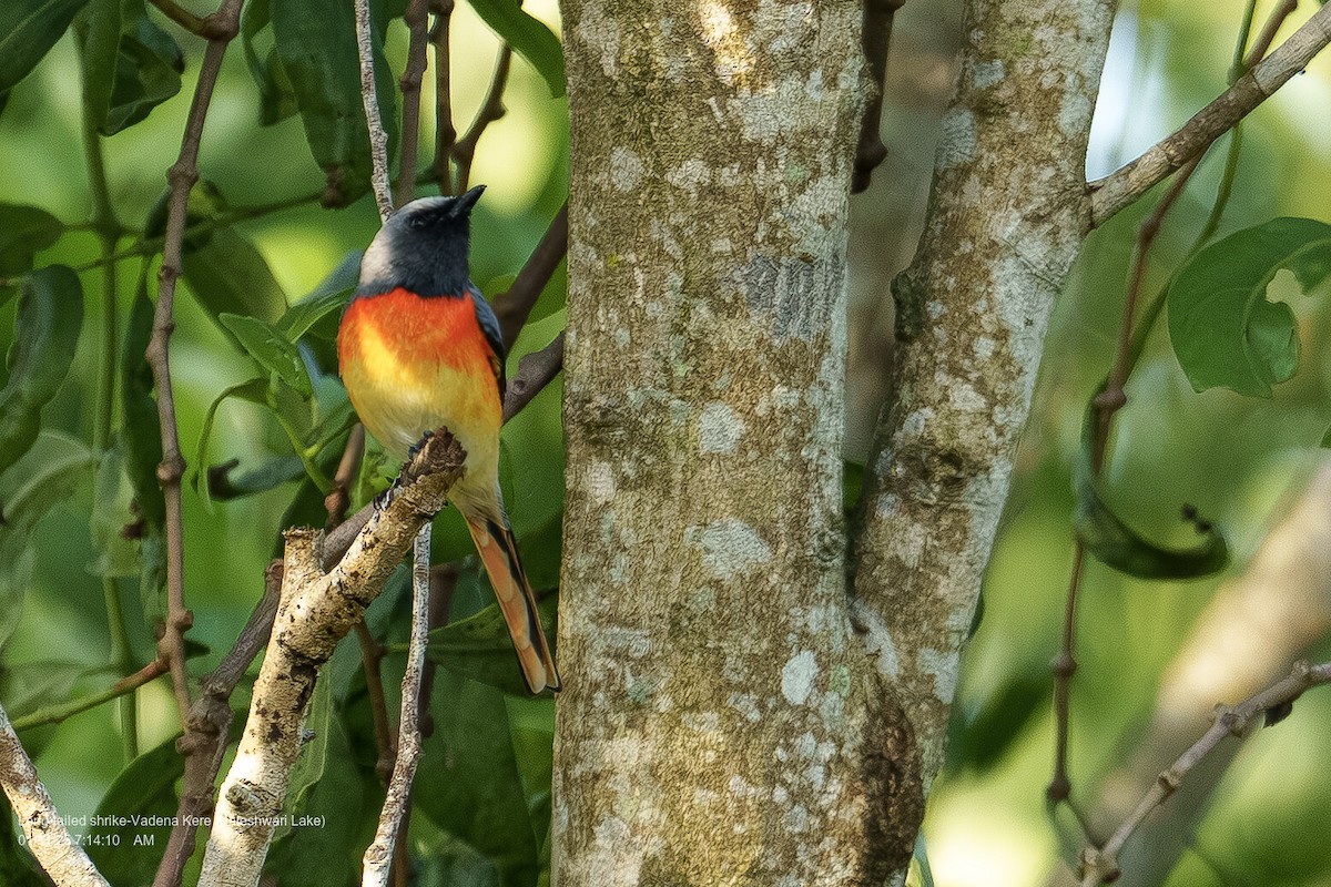 Zwergmennigvogel - ML644457729