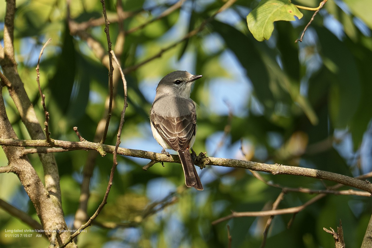 Zwergmennigvogel - ML644457730