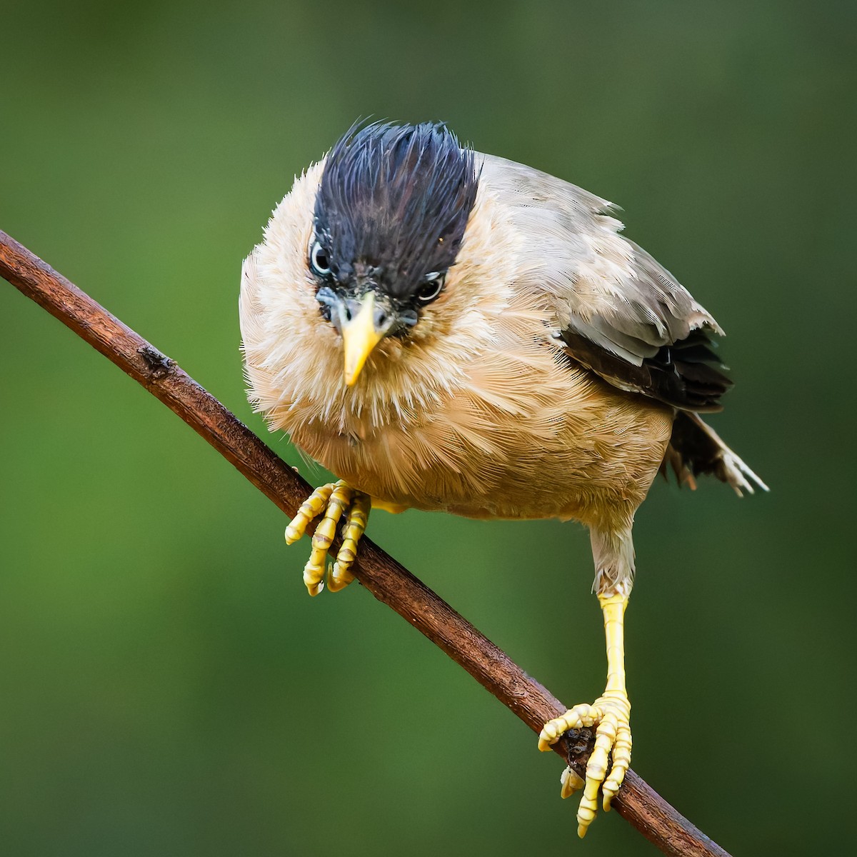 Brahminy Starling - ML644457735