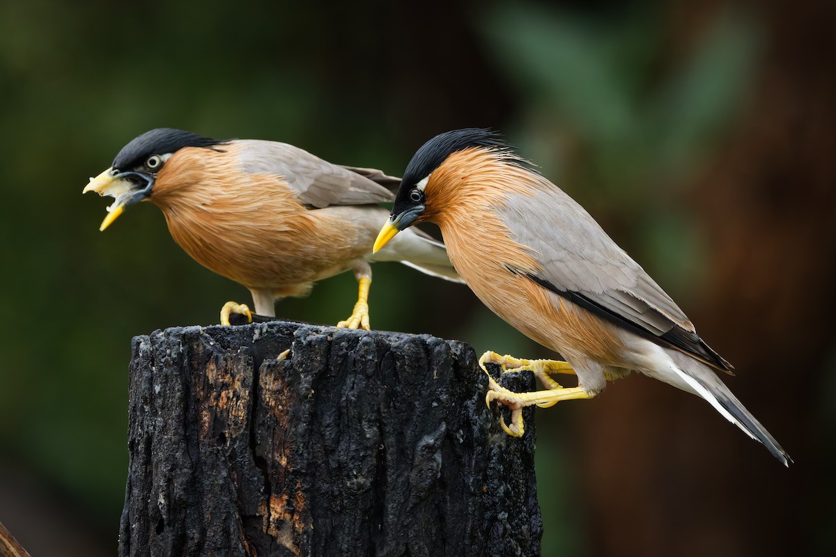 Brahminy Starling - ML644457736