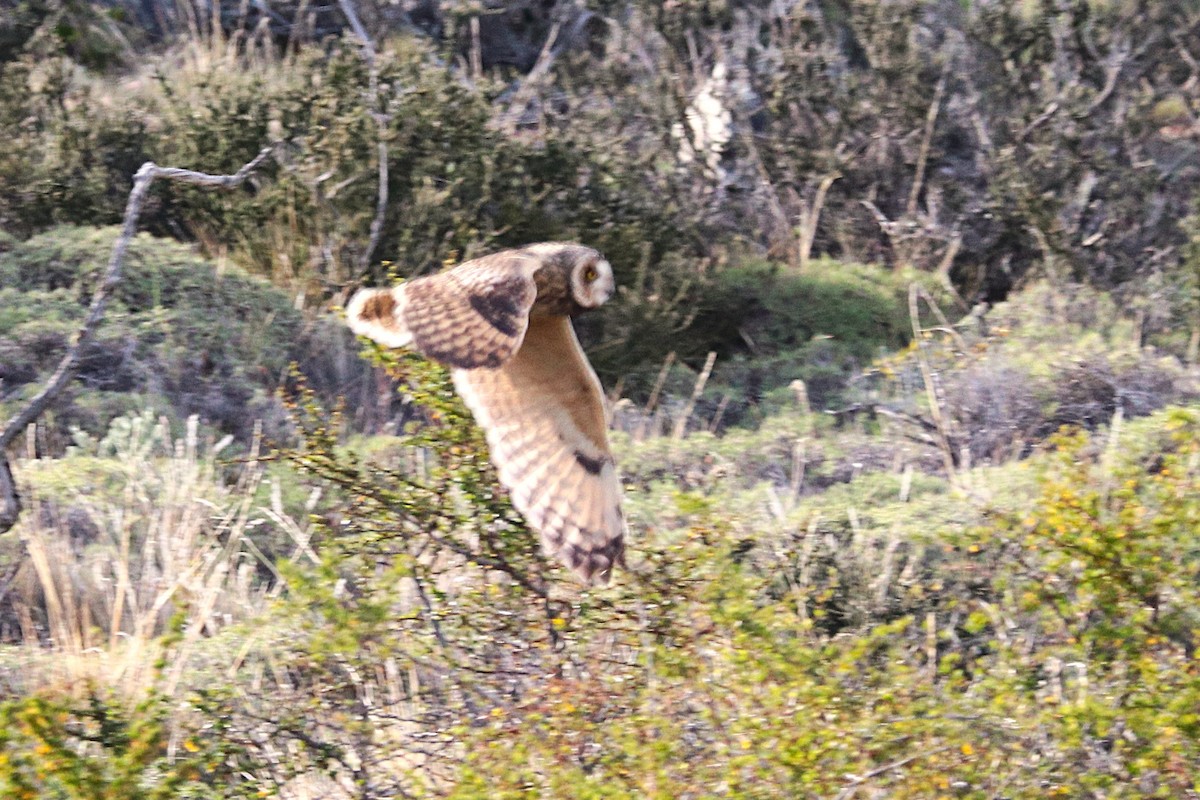 Short-eared Owl - ML644457737