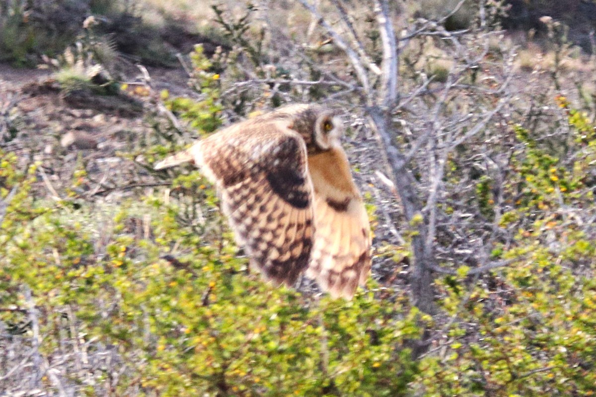 Short-eared Owl - ML644457738