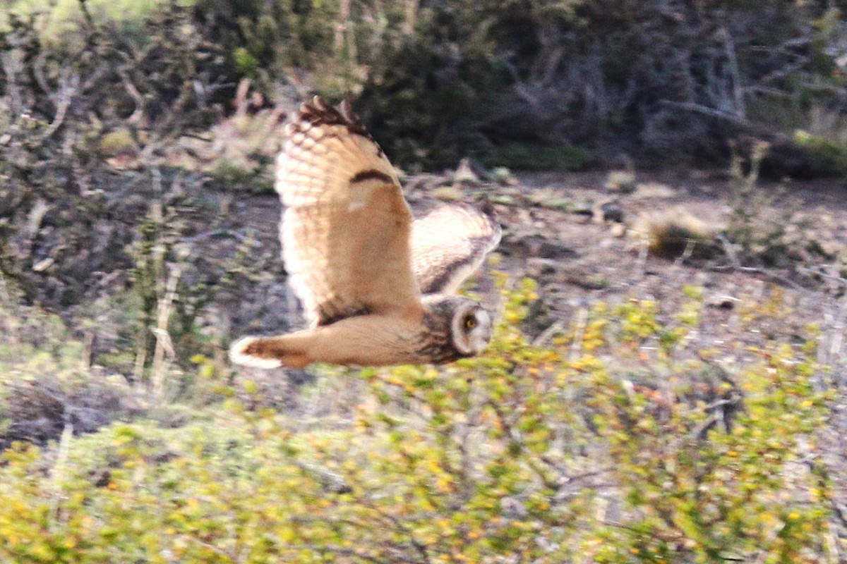 Short-eared Owl - ML644457739