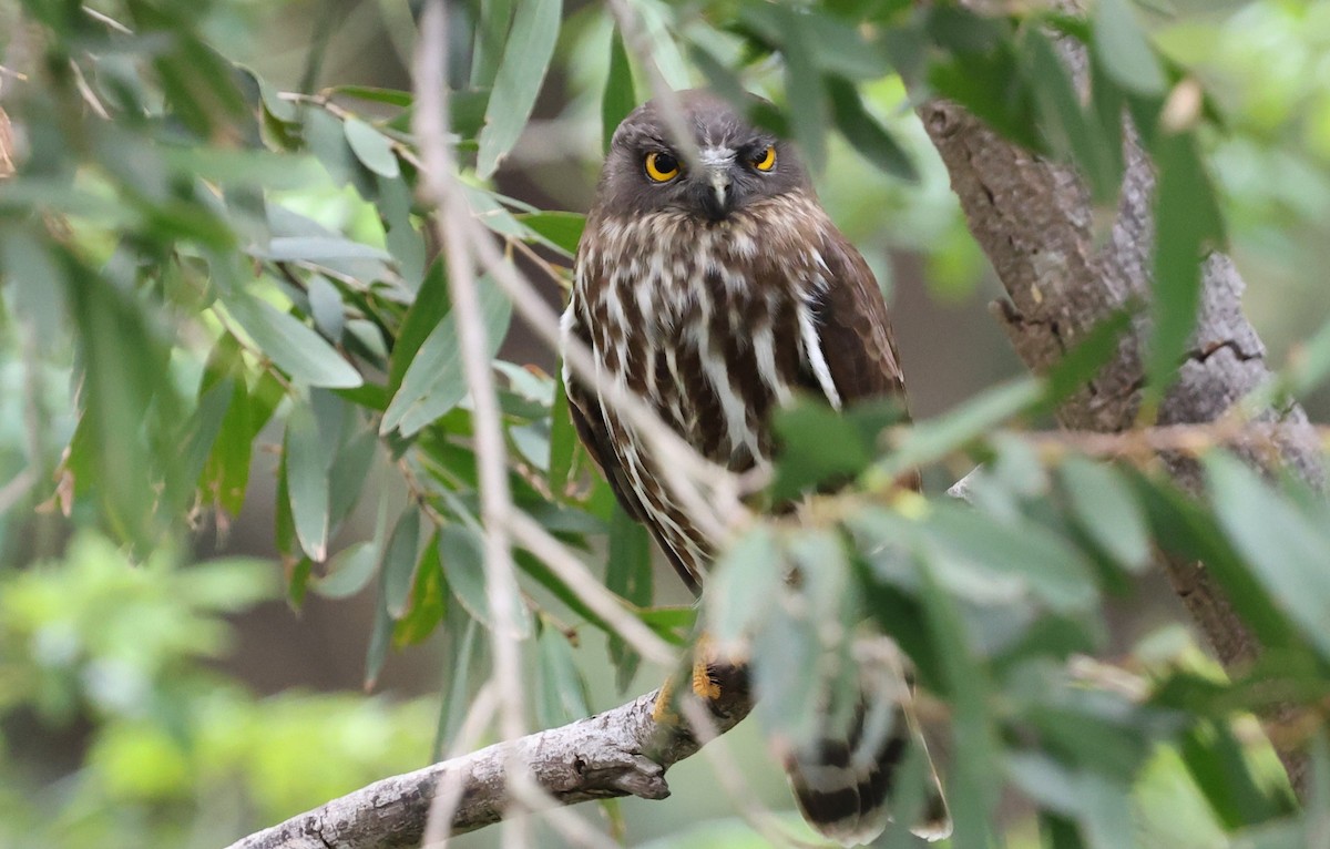 Иглоногая сова - ML644457740