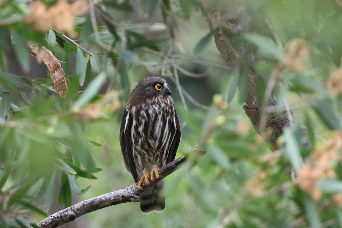 Иглоногая сова - ML644457741