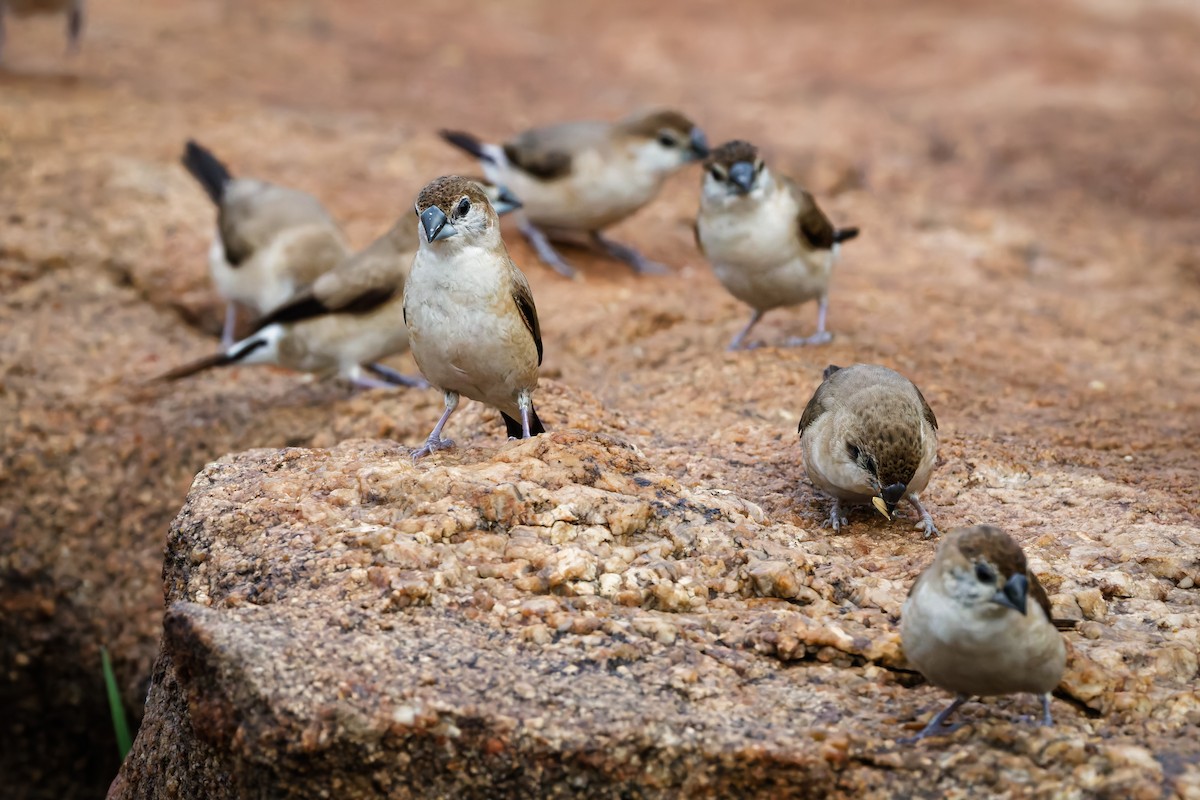 Indian Silverbill - ML644457745