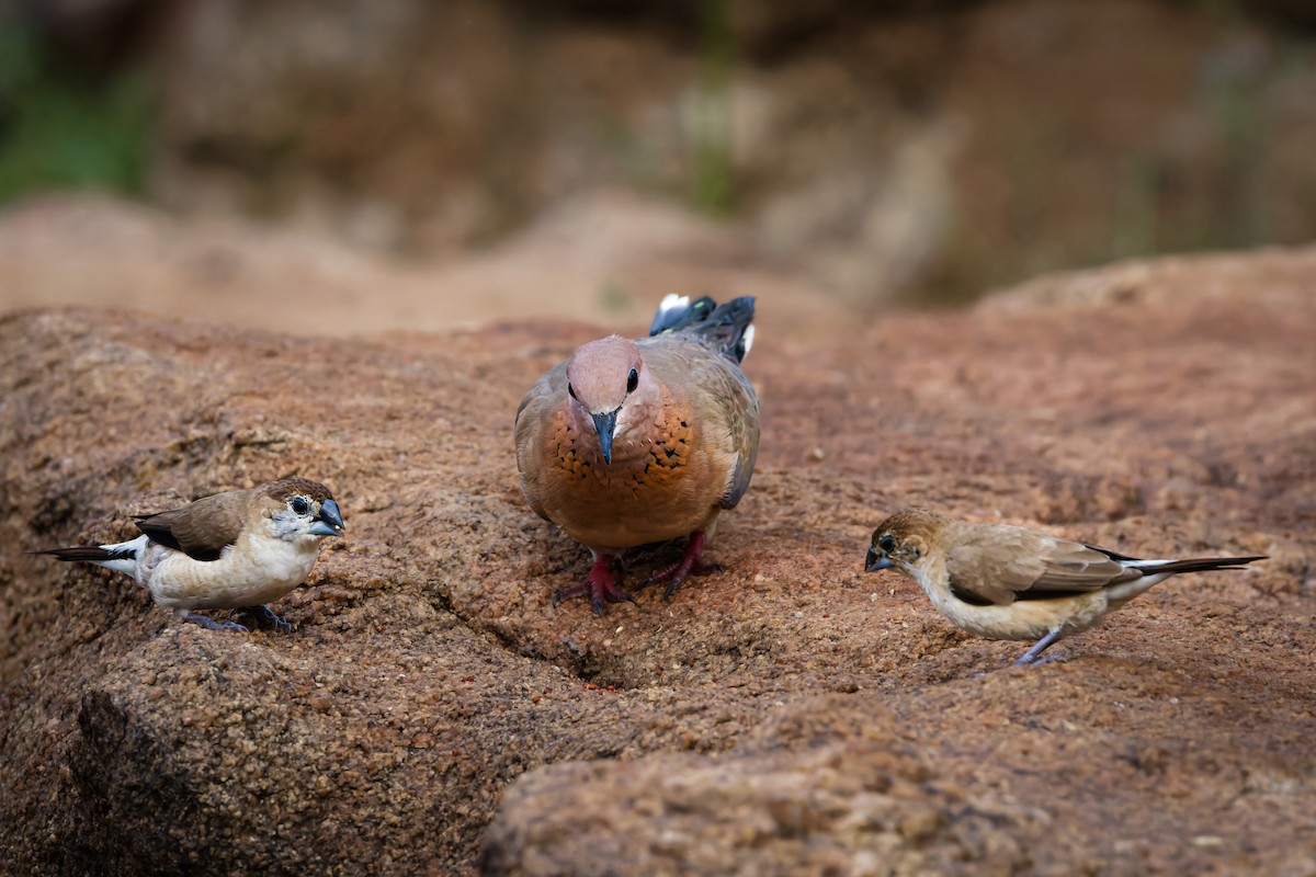 Indian Silverbill - ML644457746