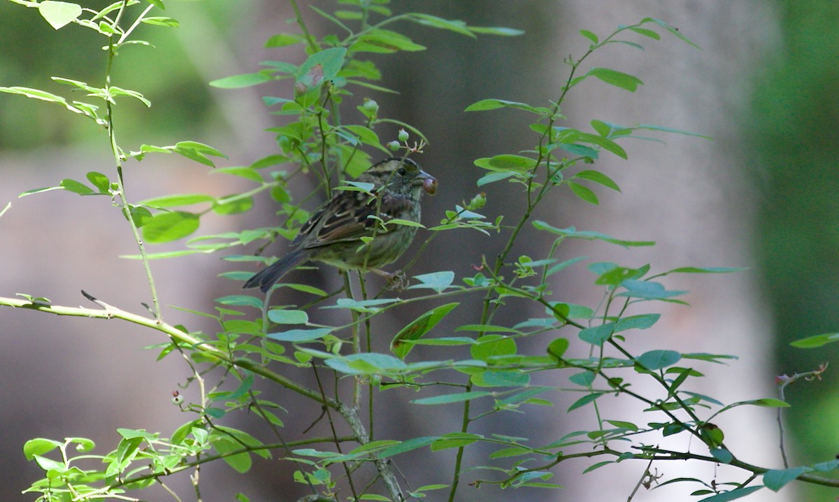 White-throated Sparrow - ML644457759