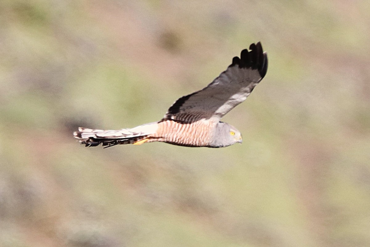 アンデスチュウヒ - ML644457774