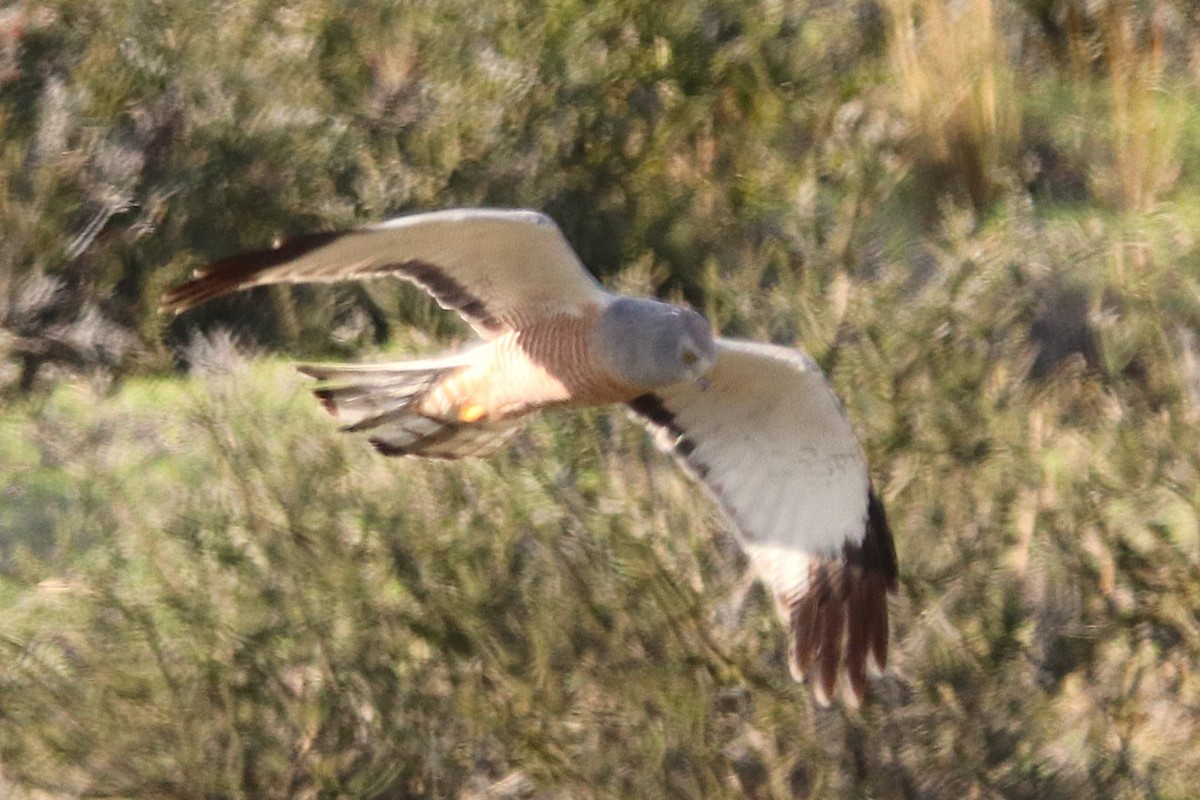 アンデスチュウヒ - ML644457777