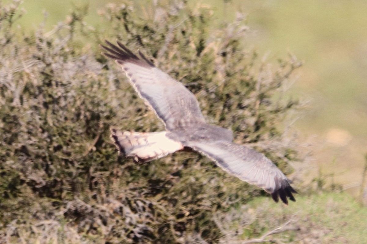 アンデスチュウヒ - ML644457778