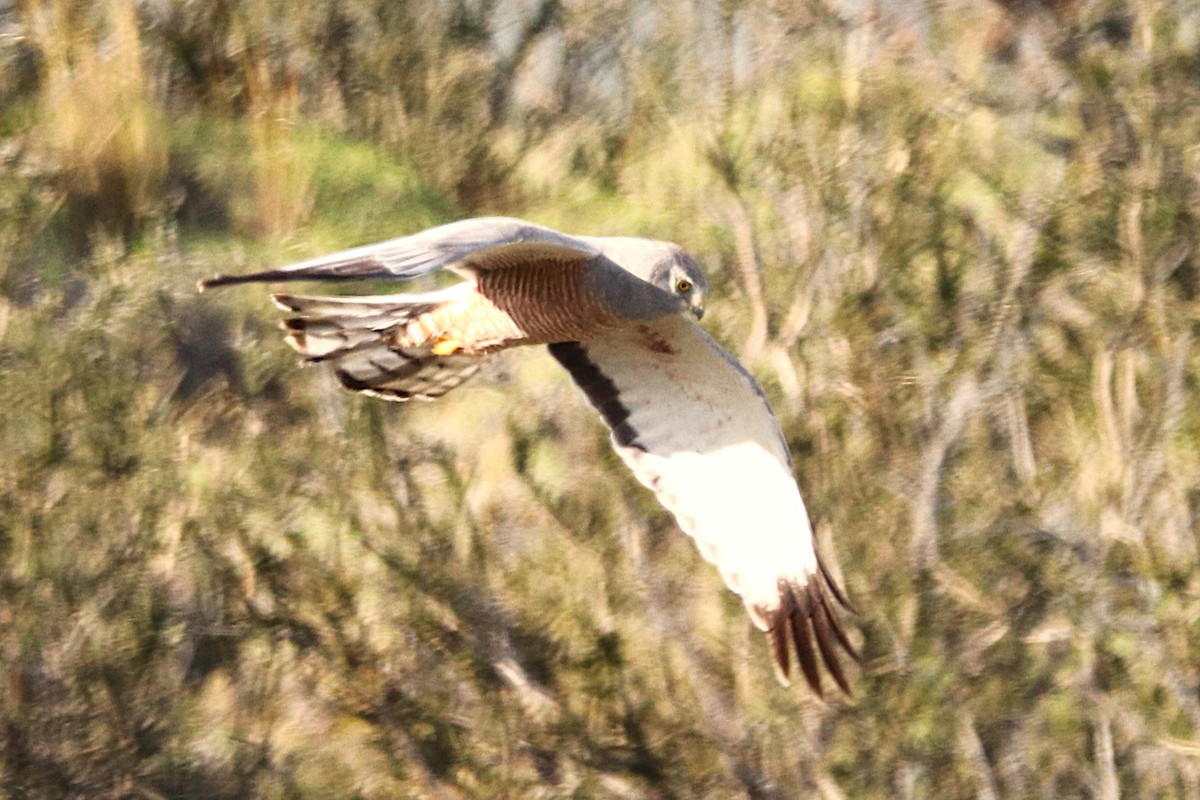 アンデスチュウヒ - ML644457780