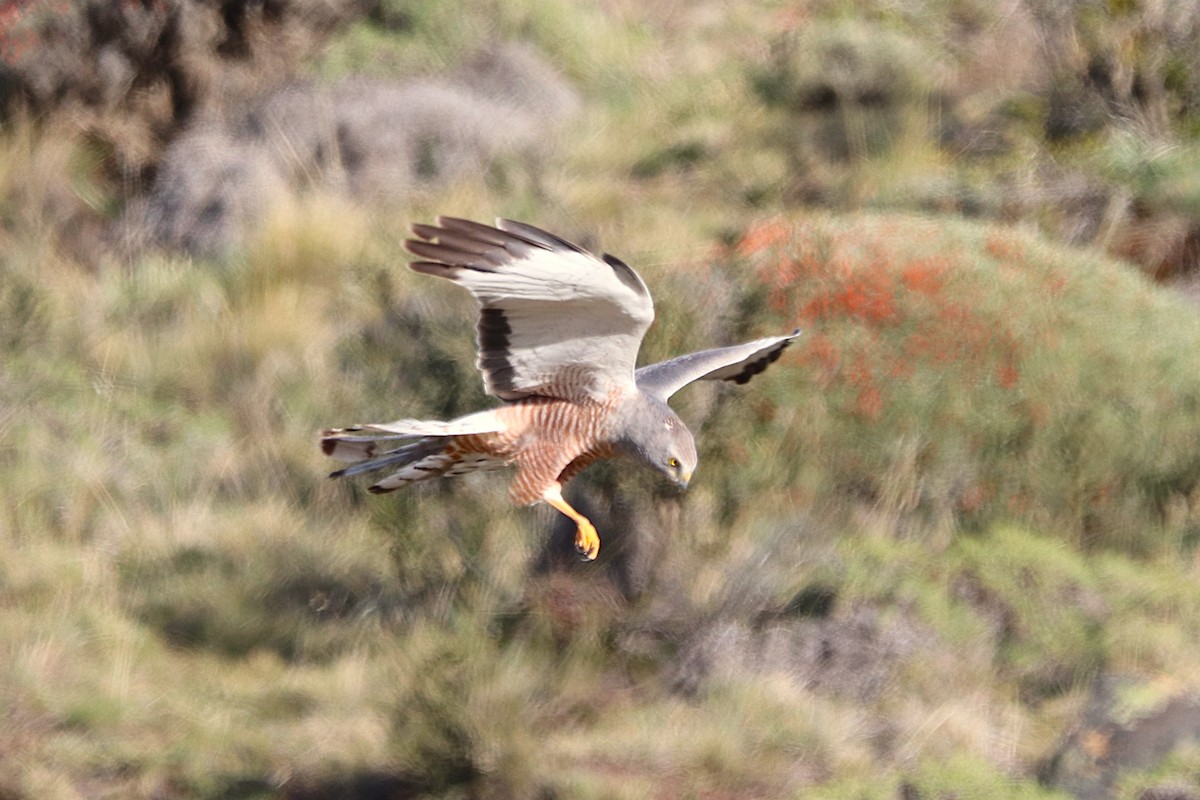 アンデスチュウヒ - ML644457781