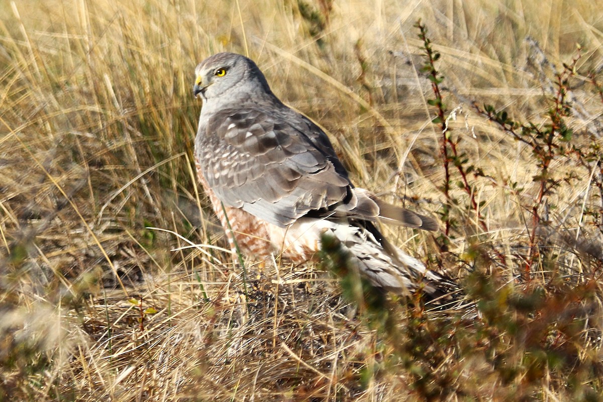 アンデスチュウヒ - ML644457782