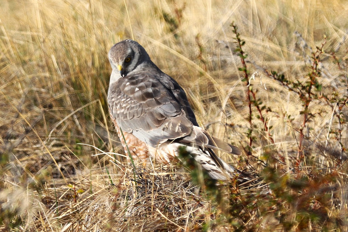 アンデスチュウヒ - ML644457783