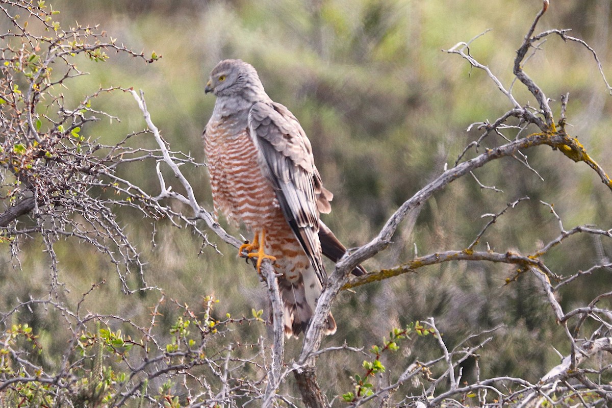 アンデスチュウヒ - ML644457784