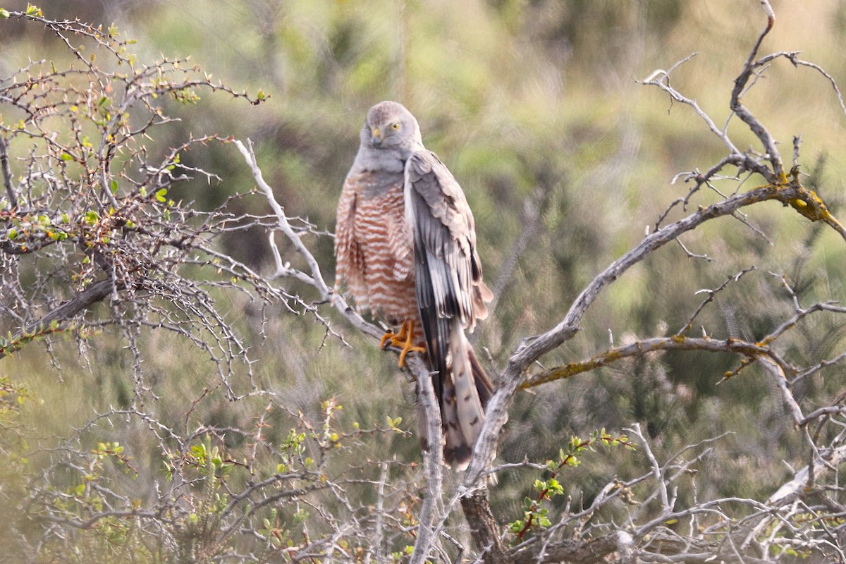 アンデスチュウヒ - ML644457785