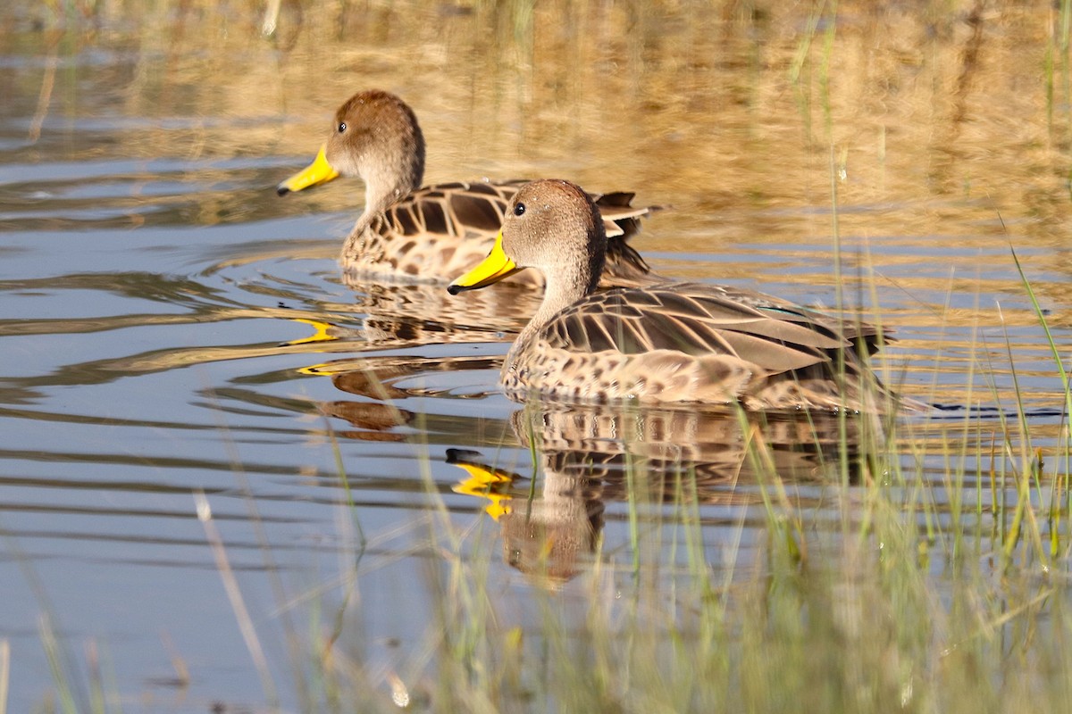 Sarcelle tachetée - ML644457790