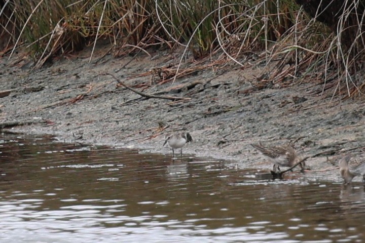 sandsnipe - ML644457791