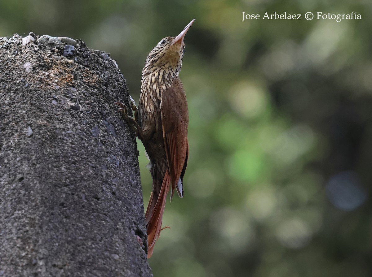 Streak-headed Woodcreeper - ML644457804