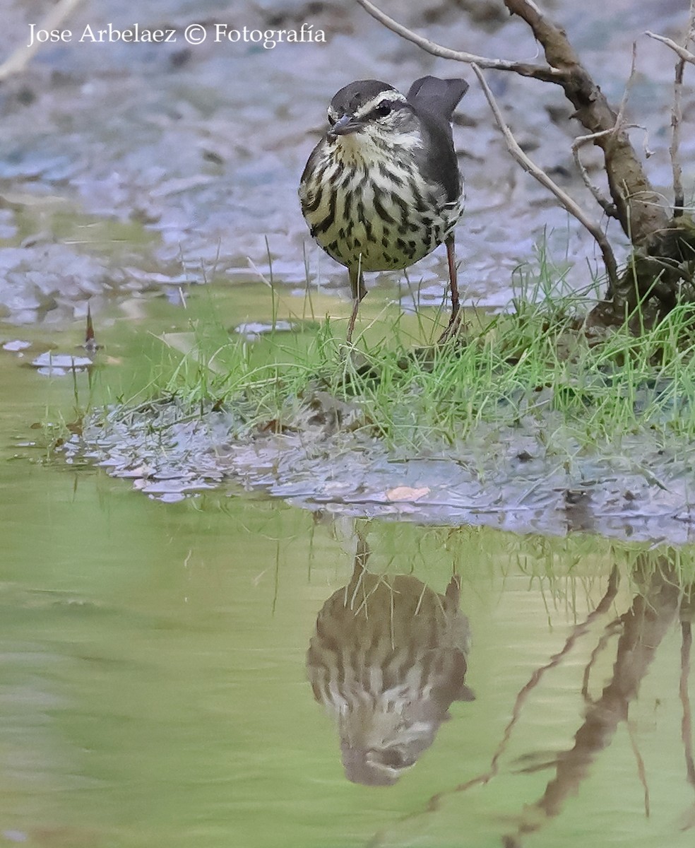 Northern Waterthrush - ML644457808