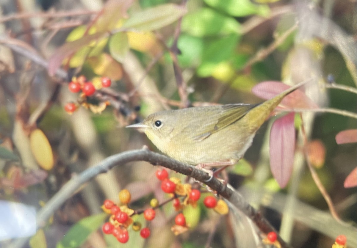 Common Yellowthroat - ML644457816