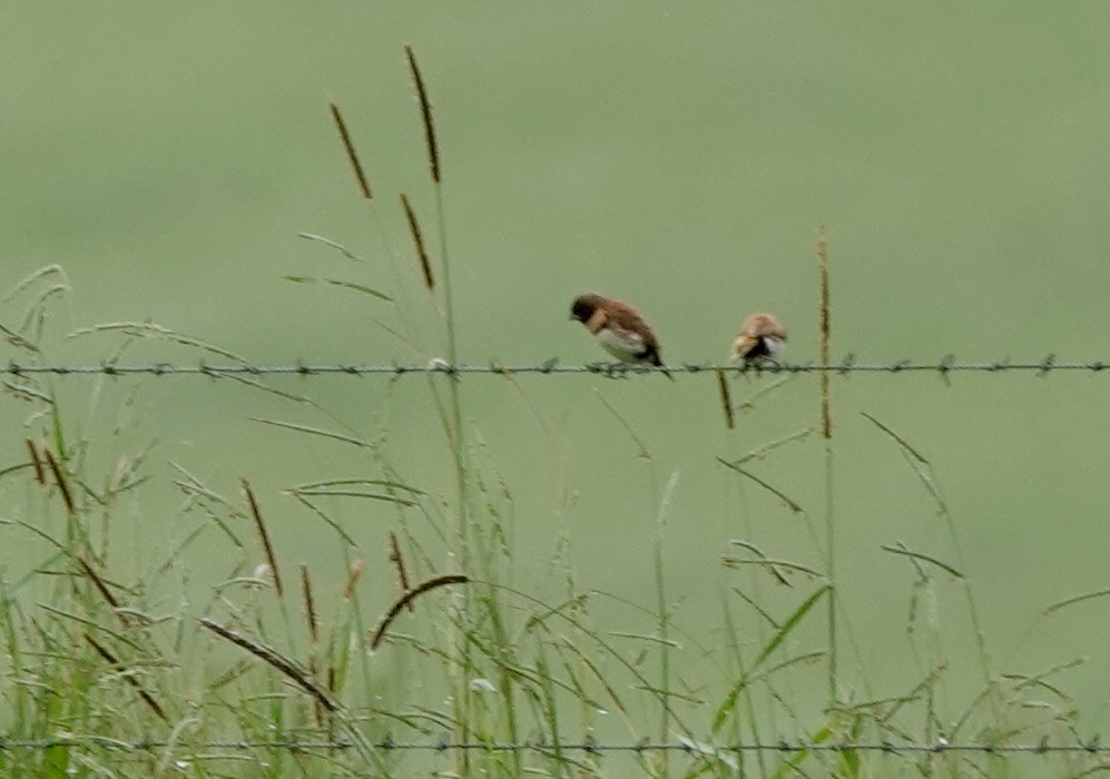 Chestnut-breasted Munia - ML644457817